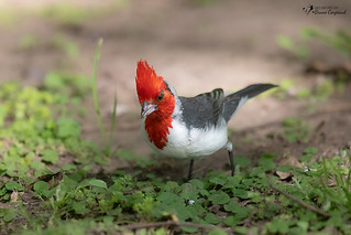 Red-crested Cardinal - Paroare huppé