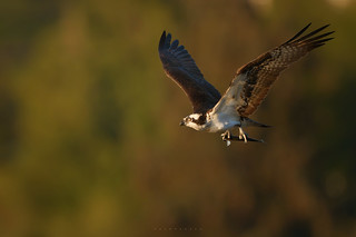 Osprey at first light