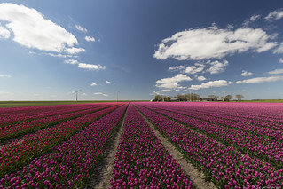 Tulip field