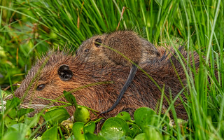 Nutria Rat and Baby
