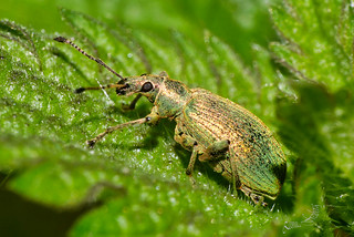 Grünrüssler (Phyllobius), snout beetle
