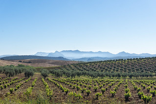 Grapes, olives, mountains