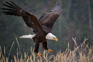 Bald Eagle Floating Above the Grass