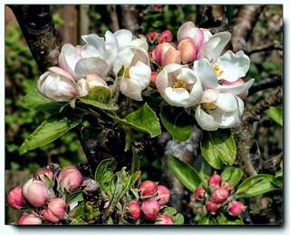 Apple Blossom.....
