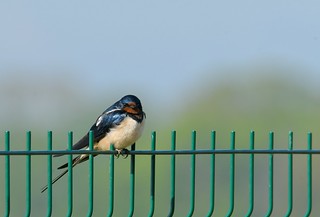 One of my swallows M