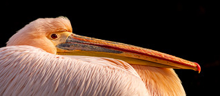PELICAN COLLECTION-7