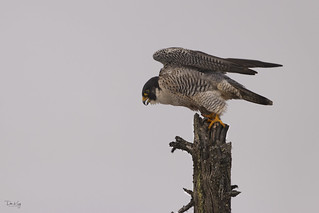Peregrine Falcon Takeoff