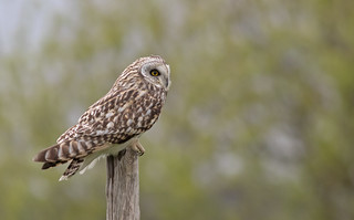 Short-eared owl (Asio flammeus) 27390