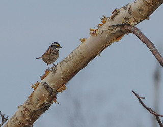 White-throated Sparrow - Bruant à gorge blanche
