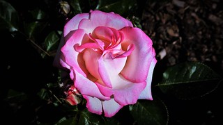 El color de las flores. Una rosa...  The color of the flowers. A rose.