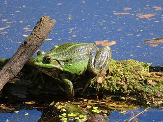 *Bullfrog in the Pond*