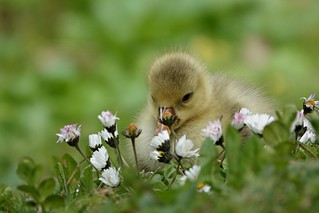 goose chick on a journey of discovery