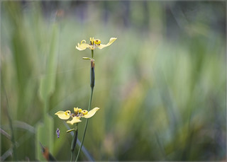Iridaceae. Walking Iris