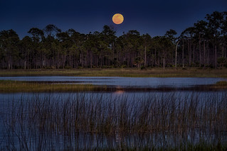 The April full moon rises above Webb Lake at Babcock Wildlife Management Area near Punta Gorda, Florida