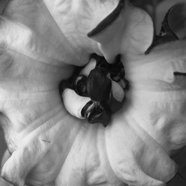 FLOWER IN BLACK AND WHITE
