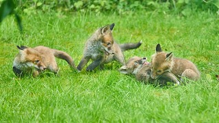 Urban Foxes