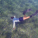 Timor-Leste Seagrass Mapping