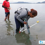 Seagrass Ecosystem Services research