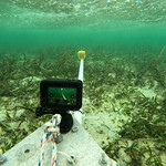 Seagrass Ecosystem Services research