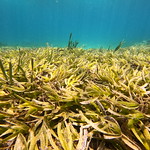 Seagrass Meadow