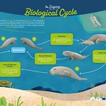 6-Cycle-biologique-Dugong-EN