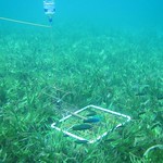 Seagrass Mapping in Timor-Leste