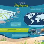 1-Phylogenie-Sireniens-EN
