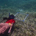 Seagrass Mapping