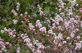Manchu Cherry blossoms opening