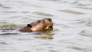 Beaver swimming in lake