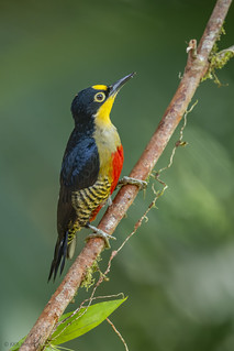 Yellow-fronted Woodpecker (F)