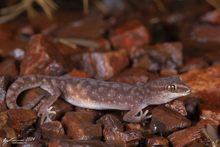 Pilbara ground gecko