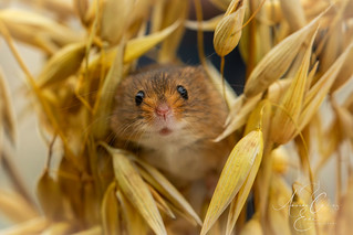 I framed a Harvest mouse...!!! (but he maintains he didn't do it!!!)