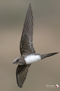 Alpine Swift (URN: 2399)