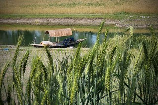The lone boat through wheat field, Boral River, Natore, Bangladesh