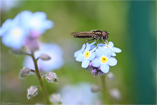 hoverfly on a forget-me-not