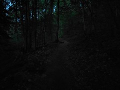 Im dunklen Wald beim SunriseRun bei Nothweiler in der Pfalz