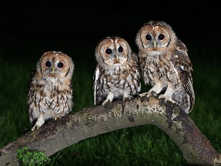 Tawny Owls (wild)