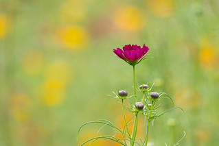 Flower Field