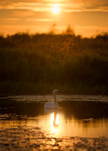 'Sunset at Bowthorpe Marsh'