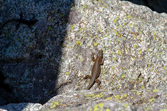 Lézard endémique Corso Sarde-03