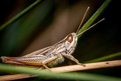 Euchorthippus elegantulus Zeuner, 1940