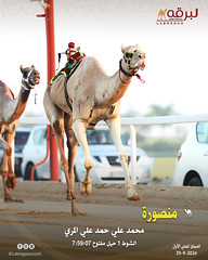 صور.. منافسات الحيل والزمول العامة  ميدان الشحانية (المحلي الأول) صباح الأحد 29-9-2024