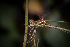 Lestes barbarus (Fabricius, 1798)