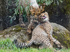 Two cubs together