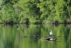 Along the river