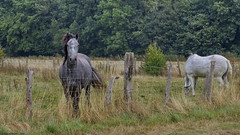 Chevaux