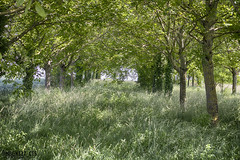 Mini-forêt entre les champs de Blaesheim