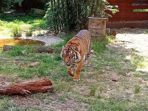 Taronga Zoo, Sydney, NSW