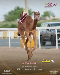 منافسات الثنايا المفتوحة ميدان الشحانية (المحلي الثالث) صباح السبت 26-10-2024